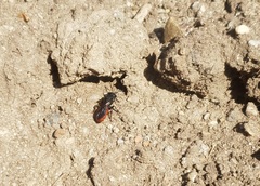 Sphecodes albilabris