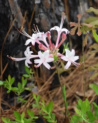 Rhododendron atlanticum