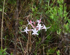Rhododendron atlanticum
