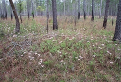 Rhododendron atlanticum