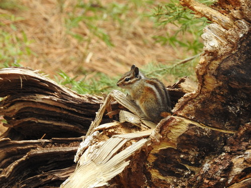iNaturalist observation photo of Lodgepole Chipmunk