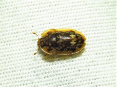 Lobiopa undulata