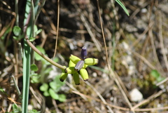 Muscari macrocarpum