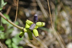 Muscari macrocarpum