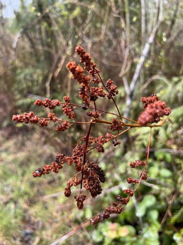 Holodiscus discolor
