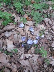 Hepatica nobilis