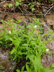 Gratiola floridana