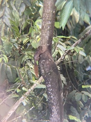 Sciurus granatensis