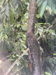 Sciurus granatensis