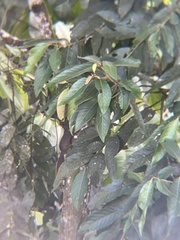 Sciurus granatensis