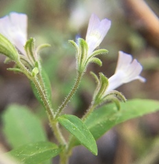 Collinsia childii