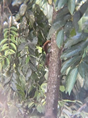 Sciurus granatensis