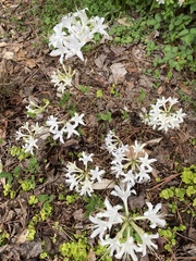 Rhododendron atlanticum