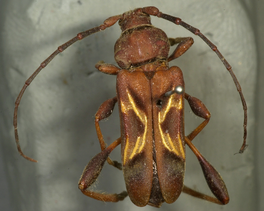 Cypress Bark Borer