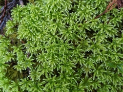 Leucolepis