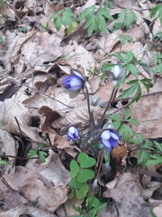 Hepatica nobilis