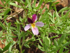 Viola beckwithii