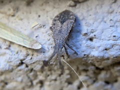 Scolopocerus secundarius