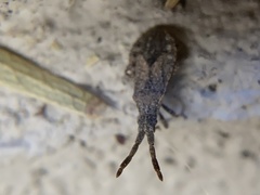 Scolopocerus secundarius