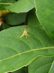 Lyssomanes viridis image