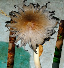 Coprinopsis alopecia