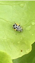 Psyllobora nana