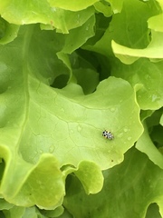 Psyllobora nana