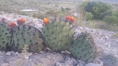 Opuntia stenopetala