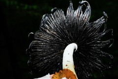 Coprinopsis alopecia