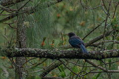 Aphelocoma unicolor