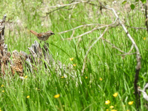 iNaturalist observation photo of Song Sparrow