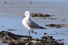 Chroicocephalus novaehollandiae novaehollandiae