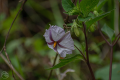 Lycianthes ciliolata