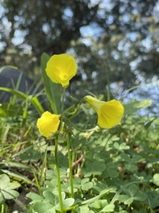 Oxalis pes-caprae image