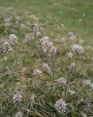 Noccaea caerulescens