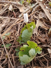 Sanguinaria canadensis