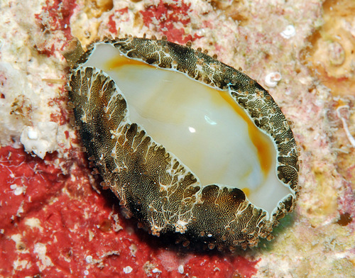 Cypraea annulus observed 2008-10-28
