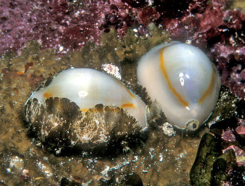 Cypraea annulus observed 2006-10-10