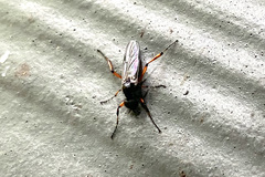 Bibio xanthopus
