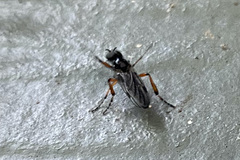 Bibio xanthopus