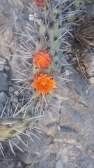 Opuntia stenopetala