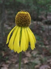 Helenium campestre