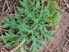 Heracleum mantegazzianum