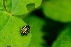 Cosmogramma kinbergi