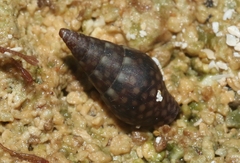 Mitrella ocellata