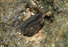 Brachidontes domingensis