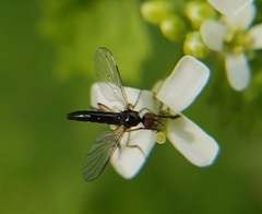 Empis nigritarsis