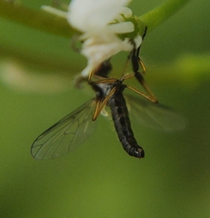 Empis nigritarsis