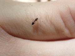 Crematogaster pinicola