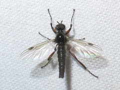 Bibio articulatus